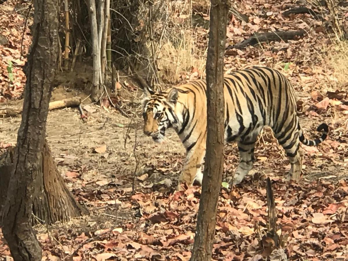 Emerald Tiger Retreat Tāla Екстериор снимка